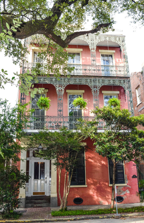 Beauties of Esplanade Avenue. New Orleans, Louisiana. July 2016.・For optimal photo quality, view the