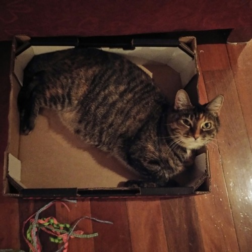 lyra-nimloth: Former mango box is now best box ever