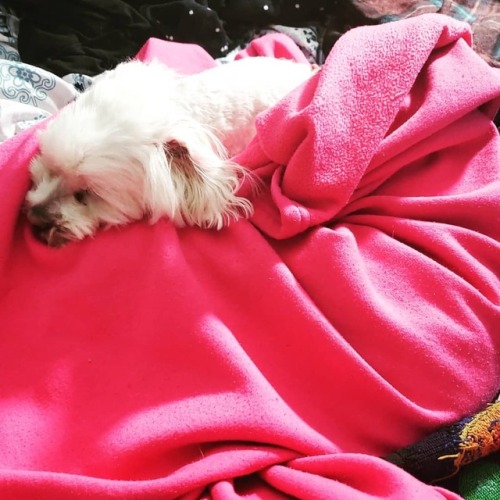 He stole the blanket & won’t let me have any #sleepypuppy #pupsofinstagramhttps://www.in