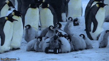 pork2kisdead:blunt-science:This is a “Penguin rover” used to study Emperor penguins