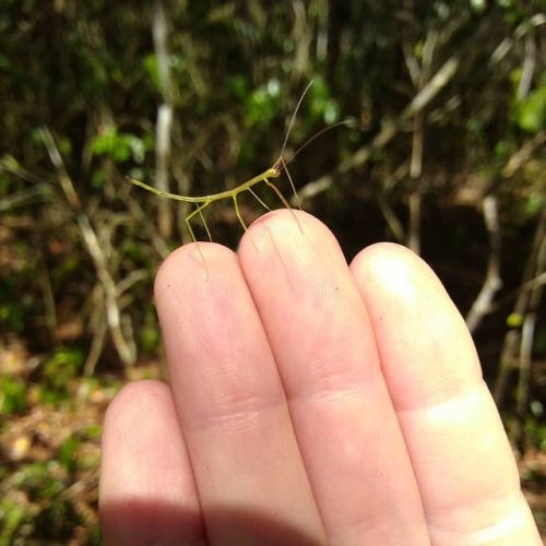 For the last month I have been in the Calakmul Biosphere making new friends while I collected data f