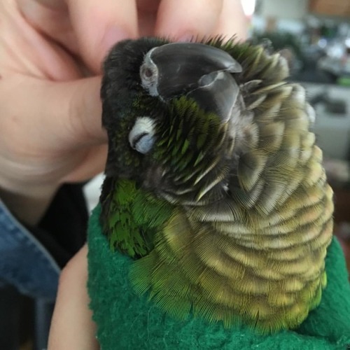 Pet pet ☺️ #Matcha #matchamanju #conure #greencheekconure #parrot #birdsofinstagram #petsofinstagram