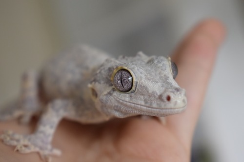 Here’s Lily, my fiancés Gargoyle Gecko. I love her lavender eyes!