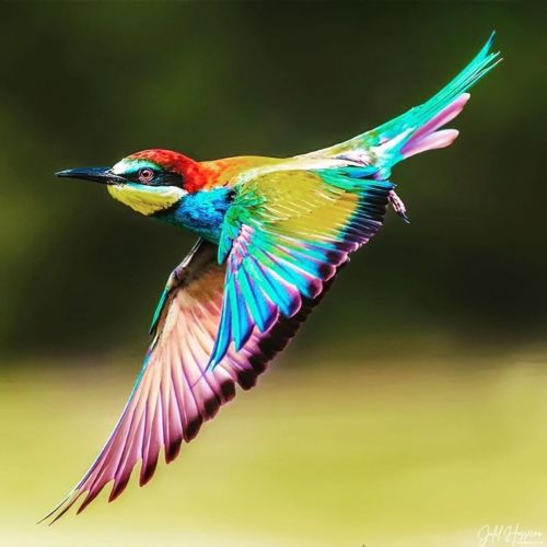 funnywildlife: #WildographyUganda Presents ・・・ A beautiful European bee-eater (Merops apiaster), in 