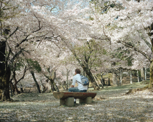 Nara Park,April 2017