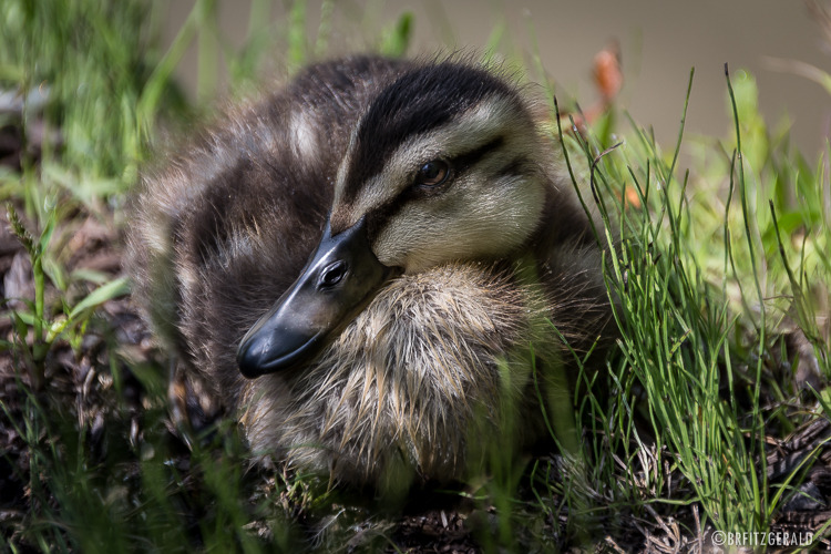 I’m still amazed this little guy (and his momma) let me get this close.
Taken at the Grounds for Sculpture in Hamilton, NJ.
Photo © Brian R. Fitzgerald (brfphoto.tumblr.com)