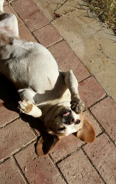 rickrakon: I missed my chubby little lemon beagle. She was so happy to see me again after being away