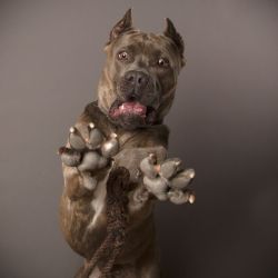 awwww-cute:  Started a dog photo business