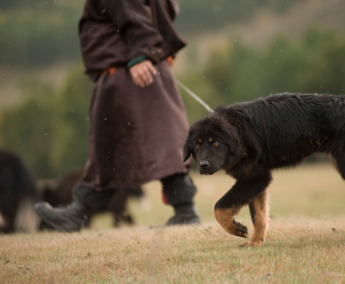 The Bankhar is an ancient livestock guardian dog breed. It is raised with sheep or goats and view th