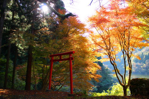 2020.11.武周ヶ池（福井市二ツ屋町）と西雲寺（真宗佛光寺派、しだれ桜が有名）