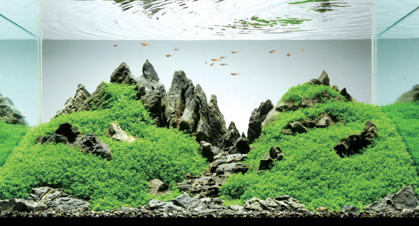 pocketpenniless:  Phenomenal aquarium designs! 