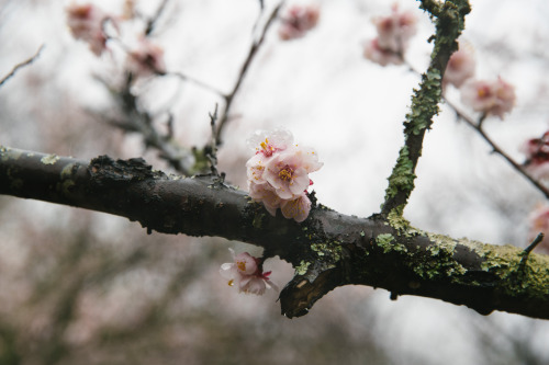 hakone in the spring - march 2019