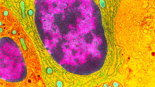 Scientists Find Vital Genes Evolving in Genome’s Junkyard Quanta MagazineImage caption: Inside the n