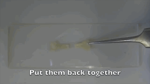 txchnologist: New Plastic Heals Itself When Cut A project harnessing squid genetics