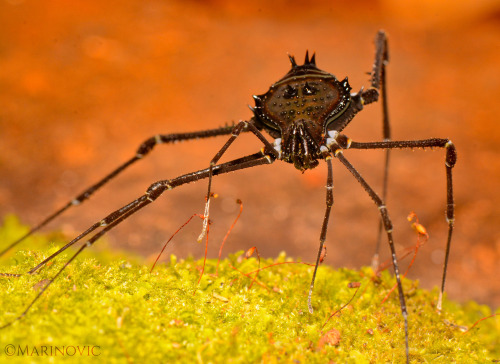 onenicebugperday:Ornate harvestmen in the genus Sadocus, Gonyleptidae, found in South America. All p