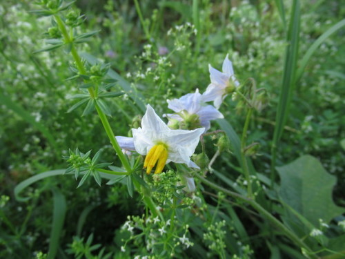 Solanum and gallium.