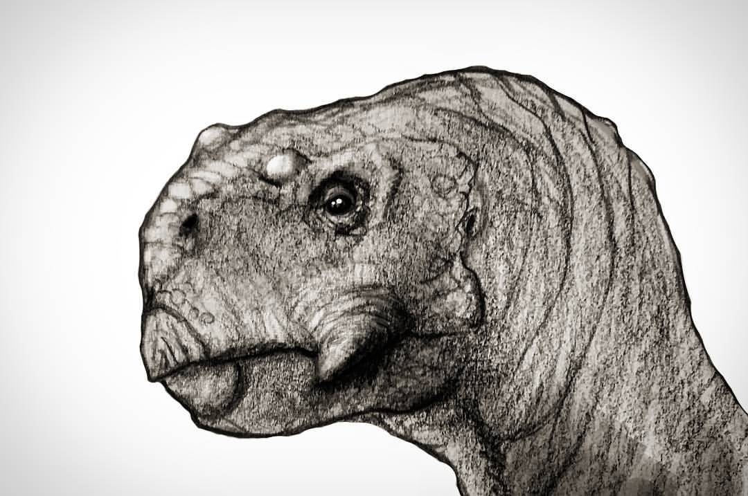 thek560:
“ Psittacosaurus
#dinosaur #jurassicworld #jurassicpark
#paleontology #drawing #paleoart #psittacosaurus
”