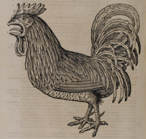 penfairy:check out this early 17th century picture of a cock crowing*inhales* WHAAAAARRGGGAAARBL