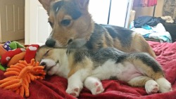 vegasthecorgi:  &ldquo;Hey, wake up!&rdquo;&ldquo;… Might as well nap too.&rdquo;