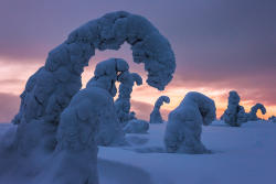 nubbsgalore:  siberian spruce trees in finland’s