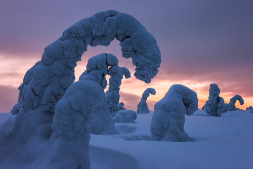 nubbsgalore:  siberian spruce trees in finland’s riisitunturi national park become covered a hard ri