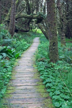 comoxphotography: The mossy way.