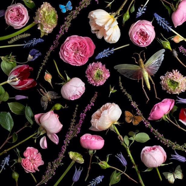 aestheticgoddess:  Black &amp; Bloom by Paulette Tavormina 