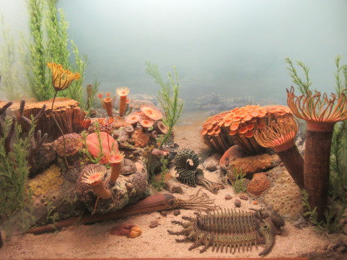 paleotanks: Devonian Sea, Putnam Museum, Davenport, IA7/27/19