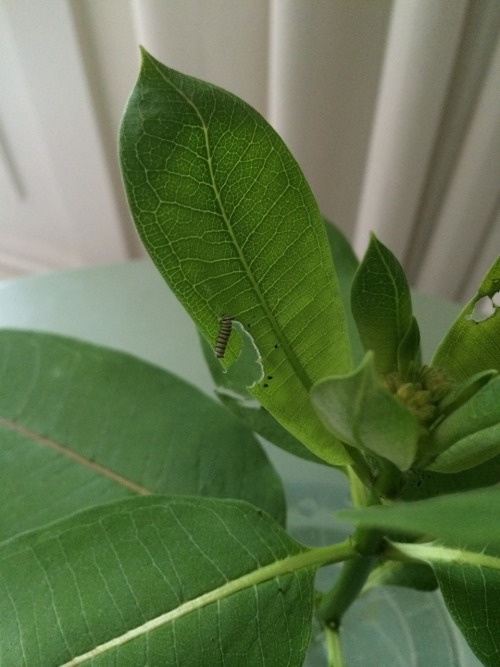 flowerette:  my friends nephew has a monarch caterpillar hanging out on a milkweed plant at their house and these are pictures from yesterday and today!!! he’s growin so fast! it’s the very hungry caterpillar in very real life