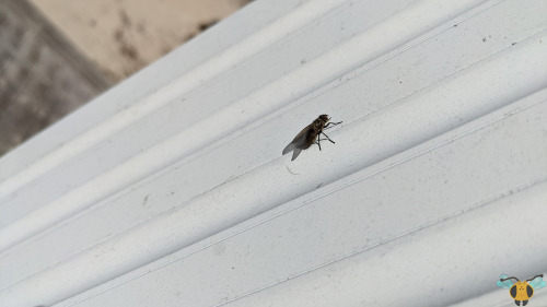 Cluster Fly - Pollenia spp.When I first uploaded this drab looking specie of Fly to the blog last ye