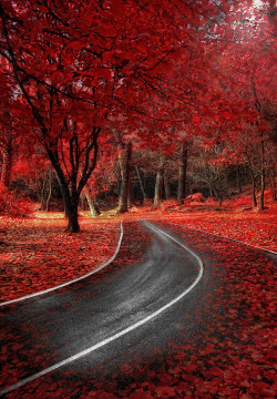 travelingcolors:  Red Autumn in Guadalajara | Spain (by Alfon No) 