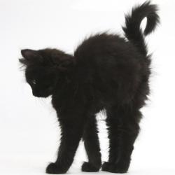 redlipstickresurrected:  Mark Taylor - Fluffy Black Kitten, 9 Weeks Old, Stretching with Arched Back, Photography