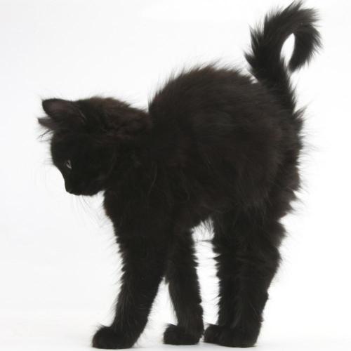 Mark Taylor - Fluffy Black Kitten, 9 Weeks Old, Stretching with Arched Back, Photography