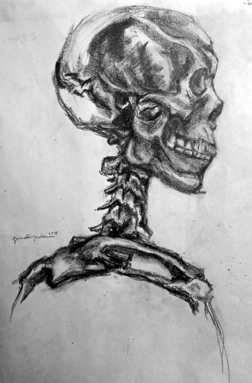 skeleton from biology lab30 minute  and 2 hour study12x102015