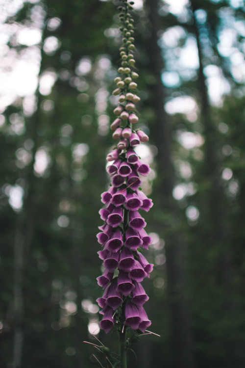 Digitalis