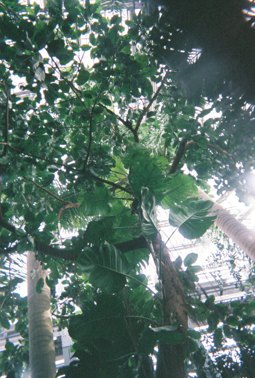 lilpricklypear:  United States Botanic Gardens, Washington, D.C.