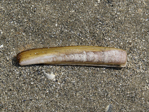 Atlantic Jackknife Clam (Ensis directus)Also known as the bamboo clam, American jackknife clam, or &