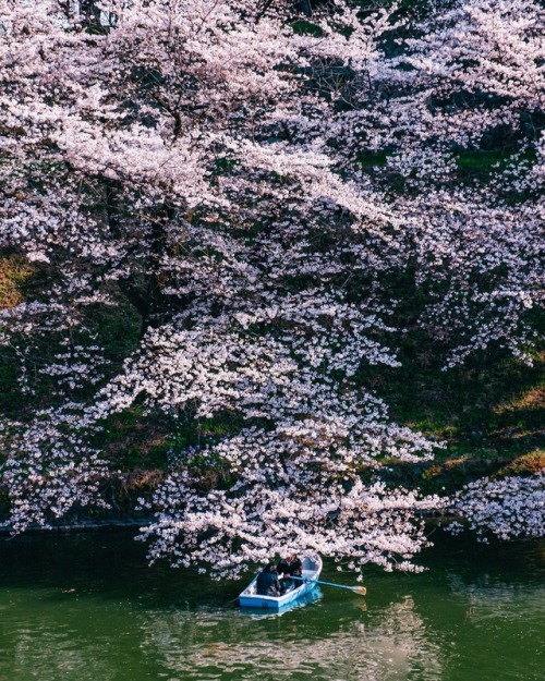 keisuke-h:Cherry blossoms in Tokyo