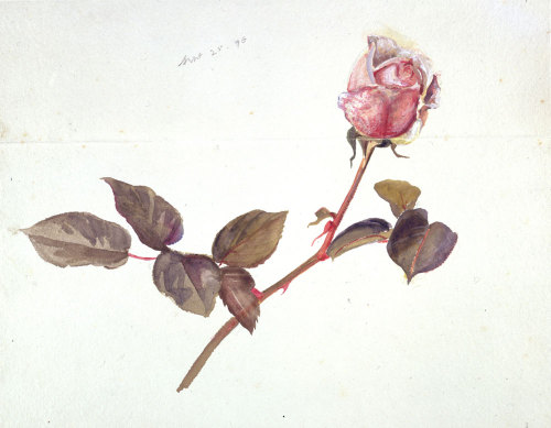 peterrabbit2007: Three lovely flower drawings from Beatrix Potter. Beatrix Potter, Tulip, about 1903