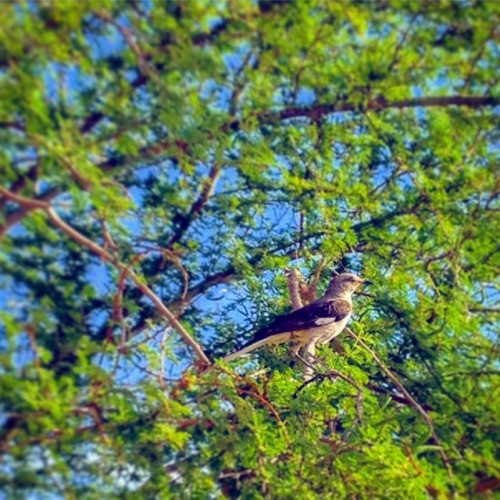 It&rsquo;s a bird! Any idea what it is? #photopp #nature #birdwatch