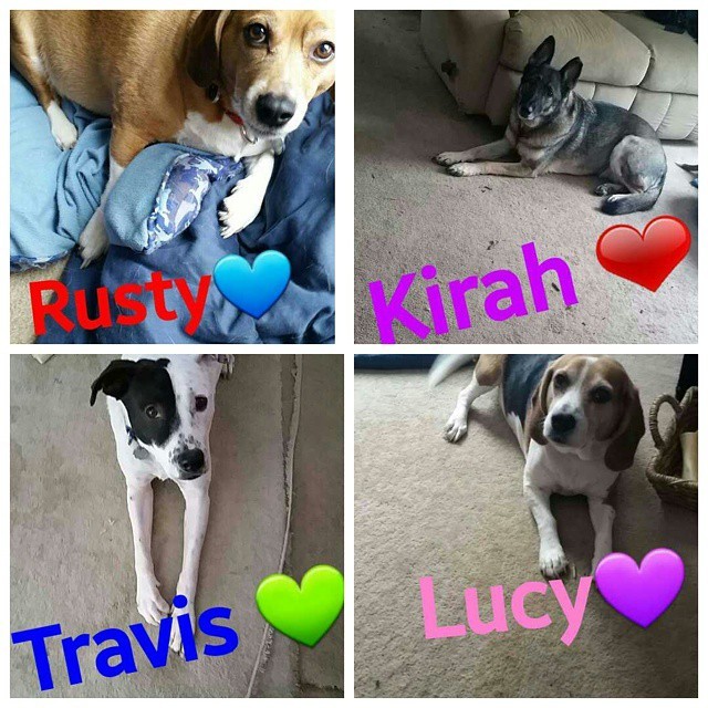 I got bored and decided to make a collage of all my dogs! They&rsquo;re all lovely