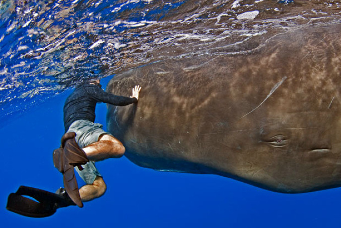 awkwardsituationist:  these pictures of spem whales were taken by dr. peter g. allinson