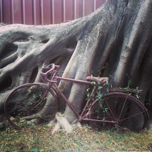 Mother Earth’s ride. #tainan #taiwan #台灣 #台南 #tree #bicycle