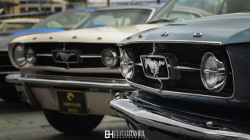 theoldiebutgoodie:  Mustangs by ehanoglu