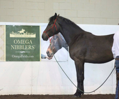 jabiru-crocuta: unclefather: I have been fooled I like how the horses ears are now in an ‘ange