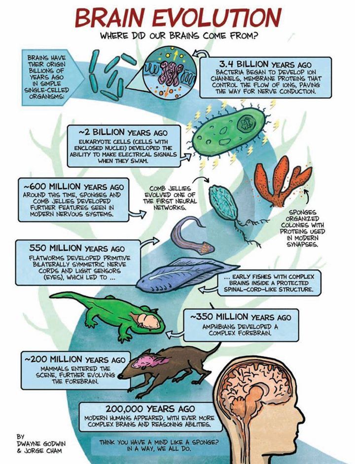 rhamphotheca:
“ Brain Evolution by Dwayne Godwin and Jorge Cham
”