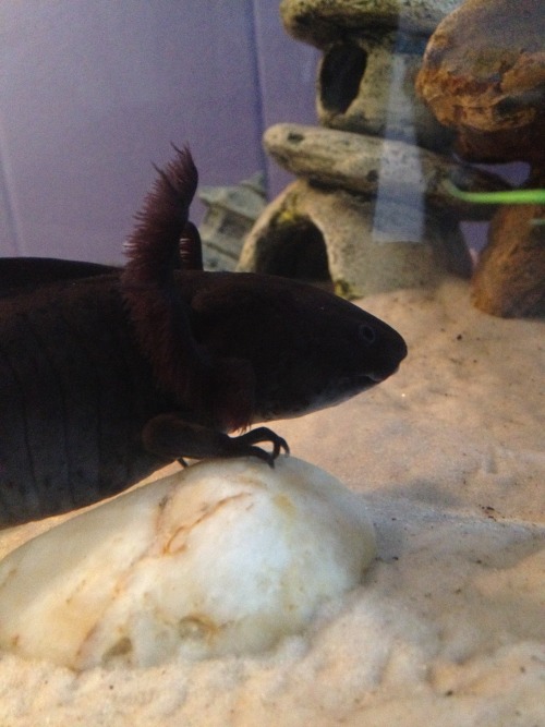 axolotlapothecary: pallasyte:Fen is on the move  Look how big her gills used to be! I’m g