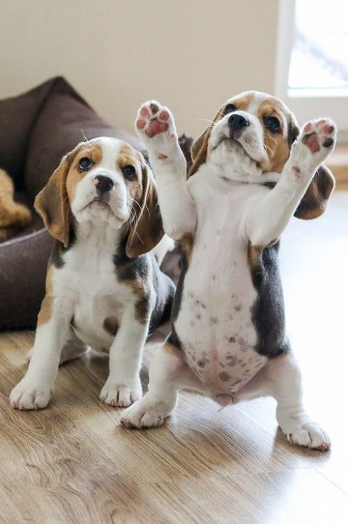 Puppies Make Me Happy
