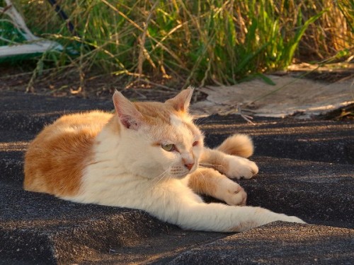 shootsay:夕日がまぶしくて目を覚ましたねこさん。昼間はずっと寝ていたのに、まだ眠そうです。The cat woke up by the bright setting sun. He still
