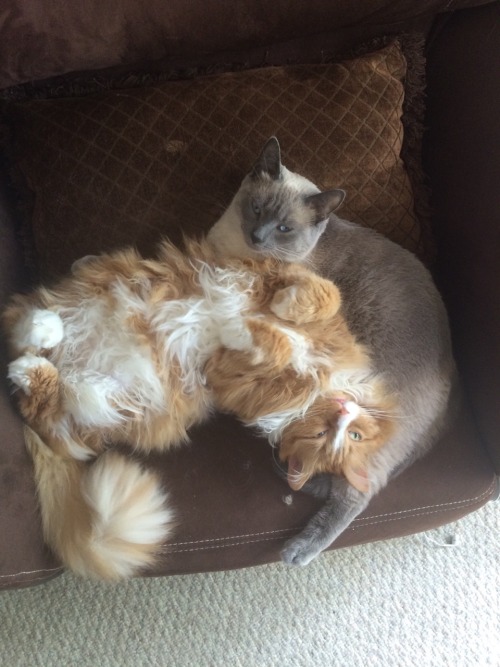 lolcatsinlove:They are very much in love with each other.